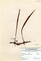 藏品(柳葉劍蕨)的圖片